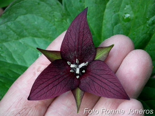 Trillium erectum